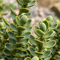 Hebe (Veronica) buchananii 'Minor'